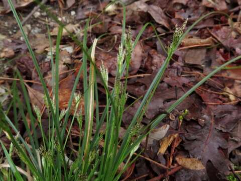 Image of black edge sedge