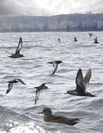 Image of Sooty Shearwater