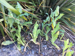 Image of opium poppy