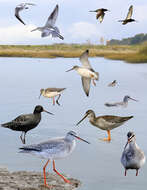 Image of Spotted Redshank