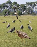 Image of Eurasian Stone-curlew