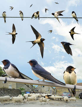 Image of Hirundo Linnaeus 1758