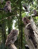 Image of Tawny Owl