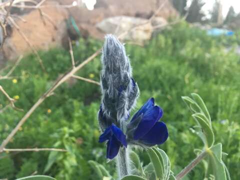 Image of blue lupine