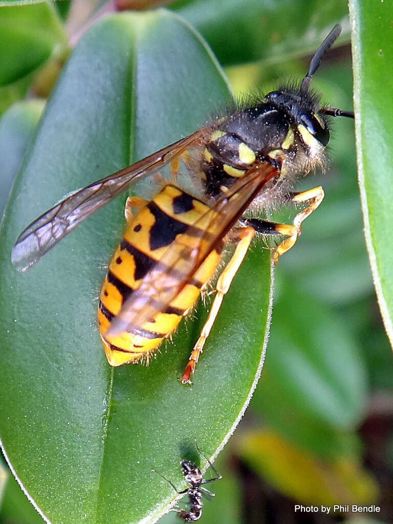 Plancia ëd Vespula germanica (Fabricius 1793)