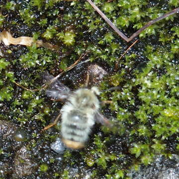 Image of Bombus sonani (Frison 1934)