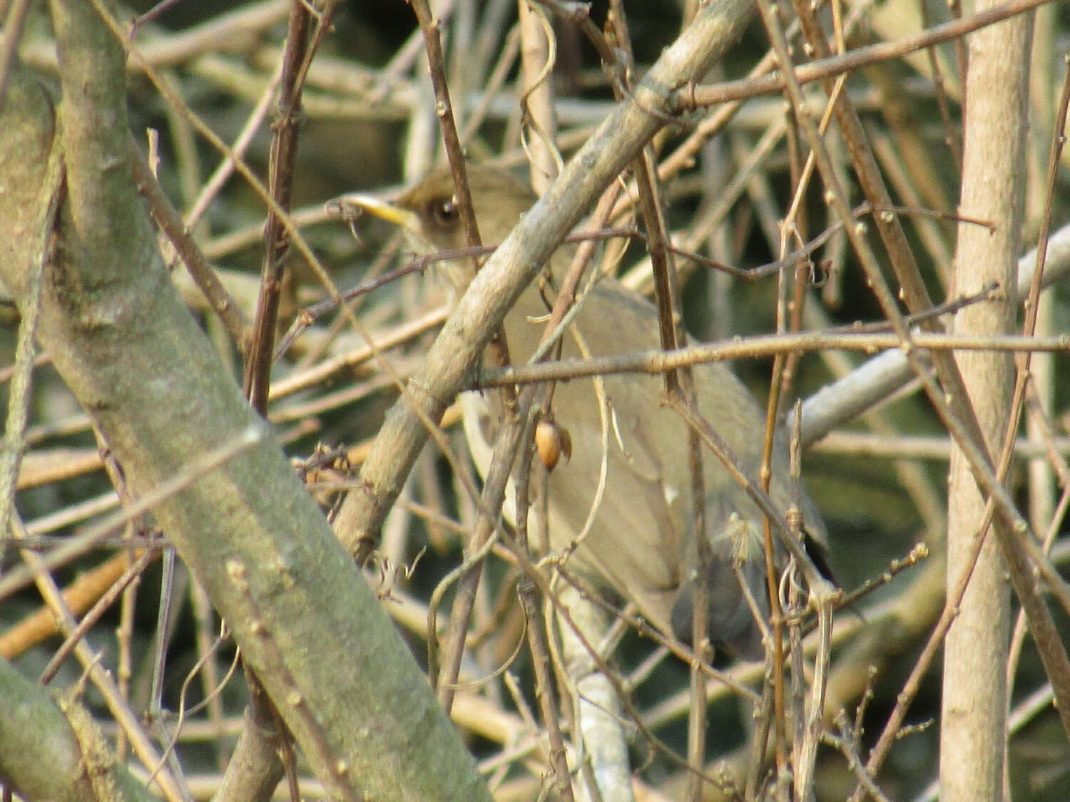 Image of Creamy-bellied Thrush