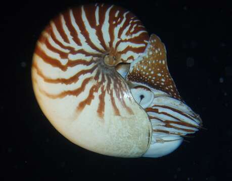 Image of Bellybutton nautilus