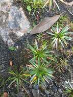 Imagem de Plantago tubulosa Decne.