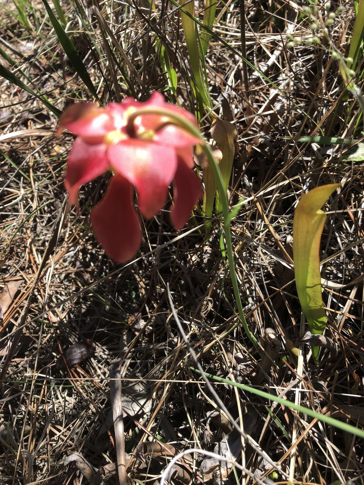 Image of Wherry's pitcherplant