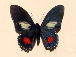 Image of Mimoides euryleon (Hewitson (1856))