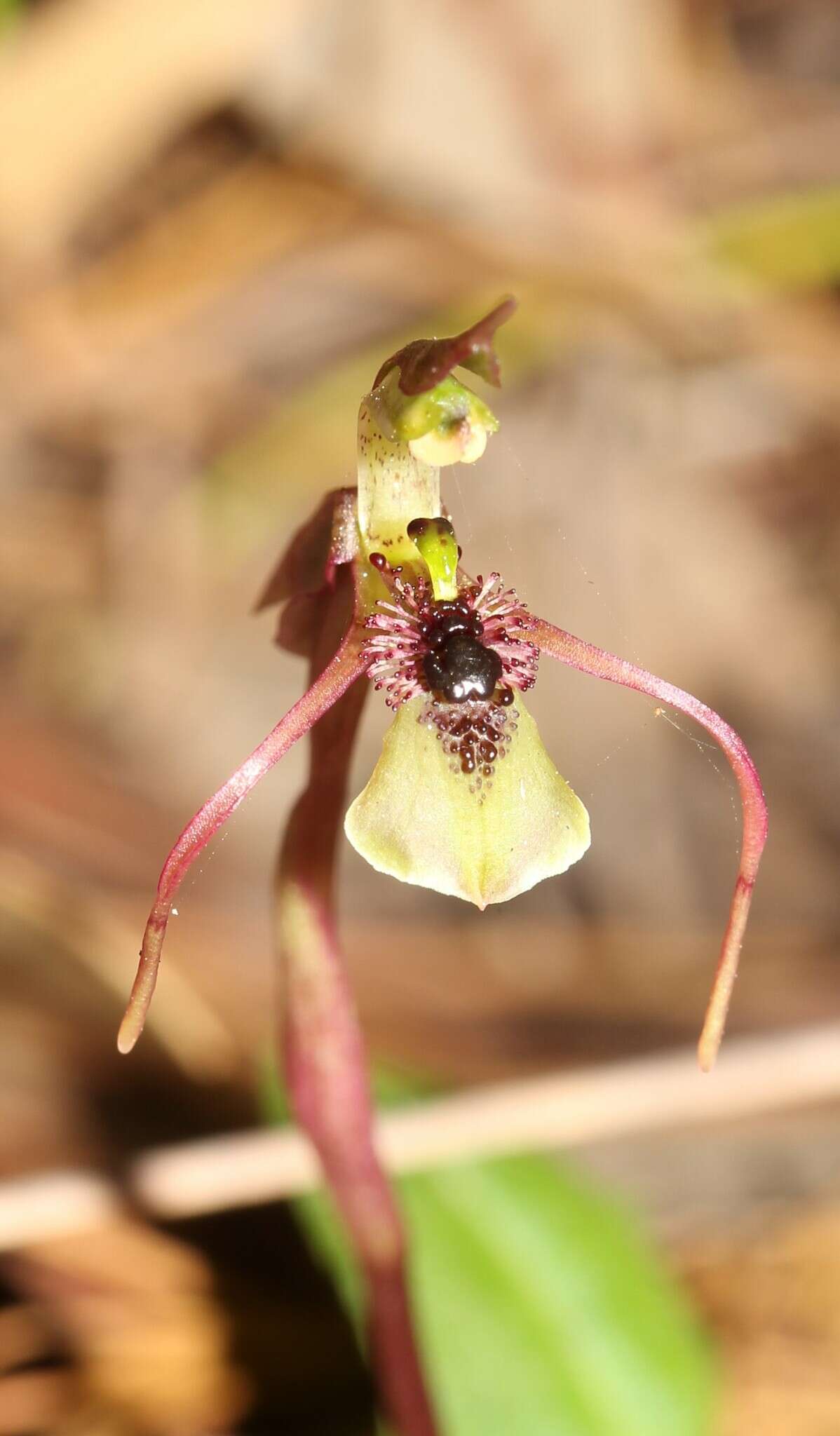 Imagem de Chiloglottis seminuda D. L. Jones