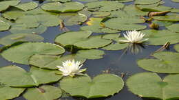 Image of European white waterlily