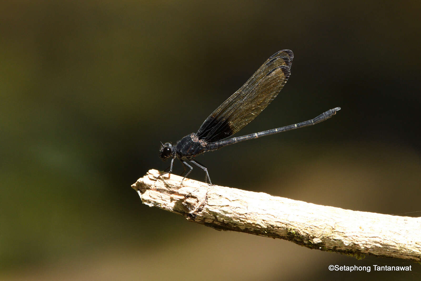 Image of Dysphaea vanida Hämäläinen, Dow & Stokvis 2015