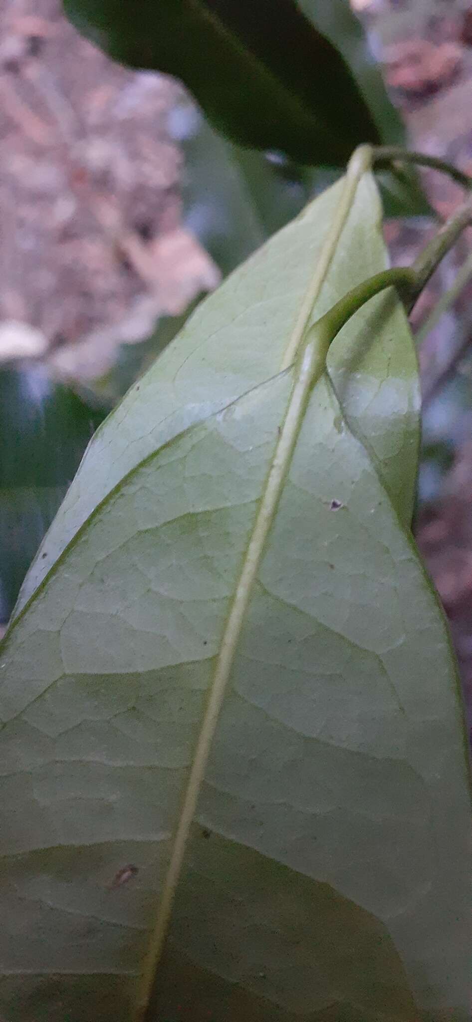 Image of Fontainea australis Jessup & Guymer