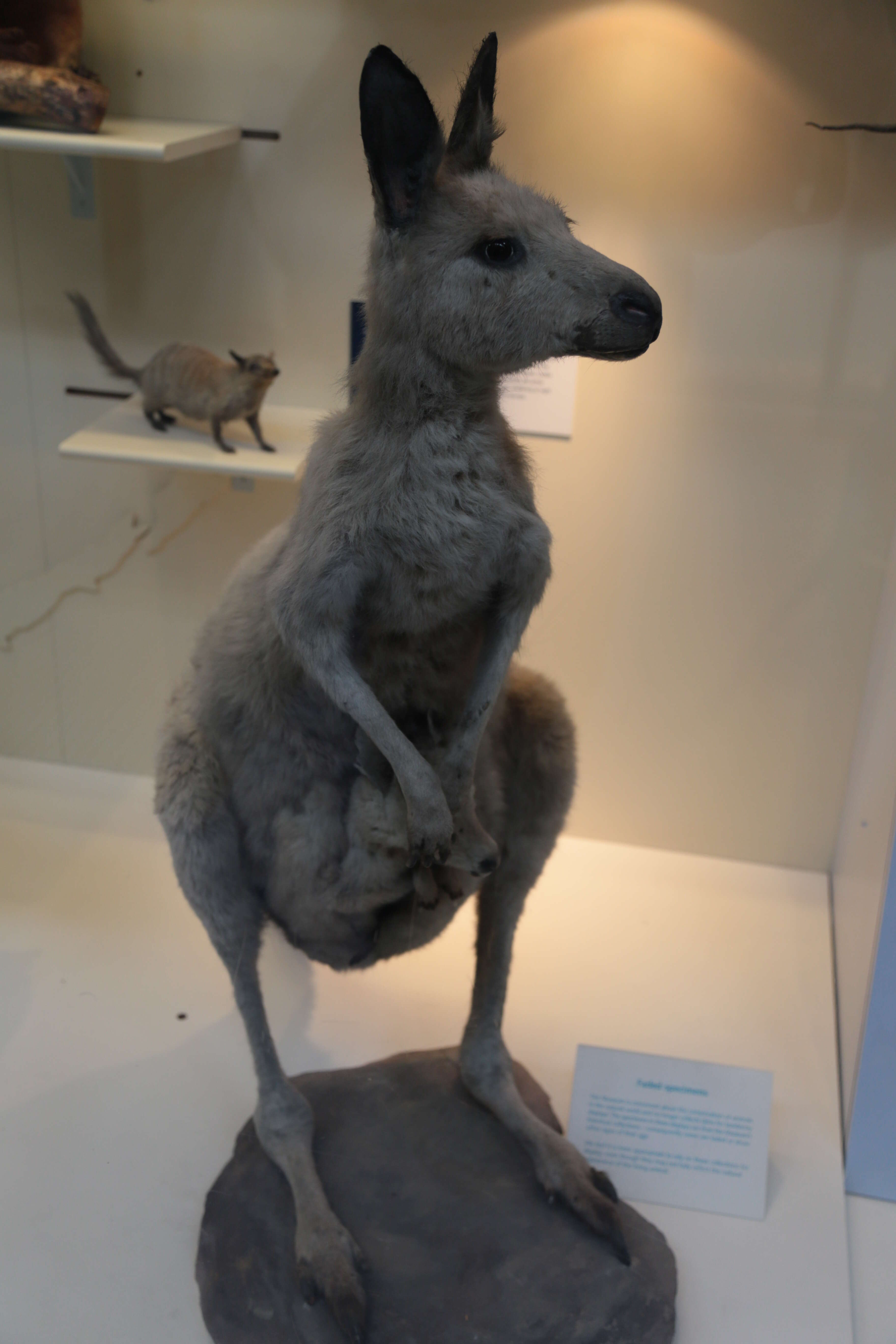 Image of kangaroo