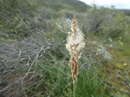 Image of Bulbinella barkerae P. L. Perry