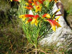 Image of Erica grandiflora subsp. grandiflora