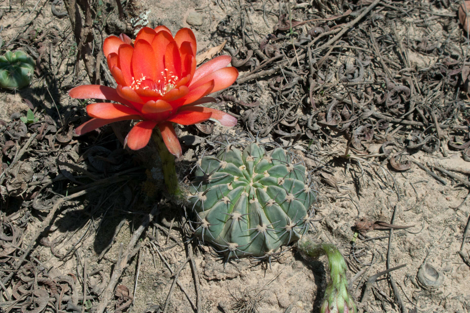 Image de Echinopsis calorubra Cárdenas