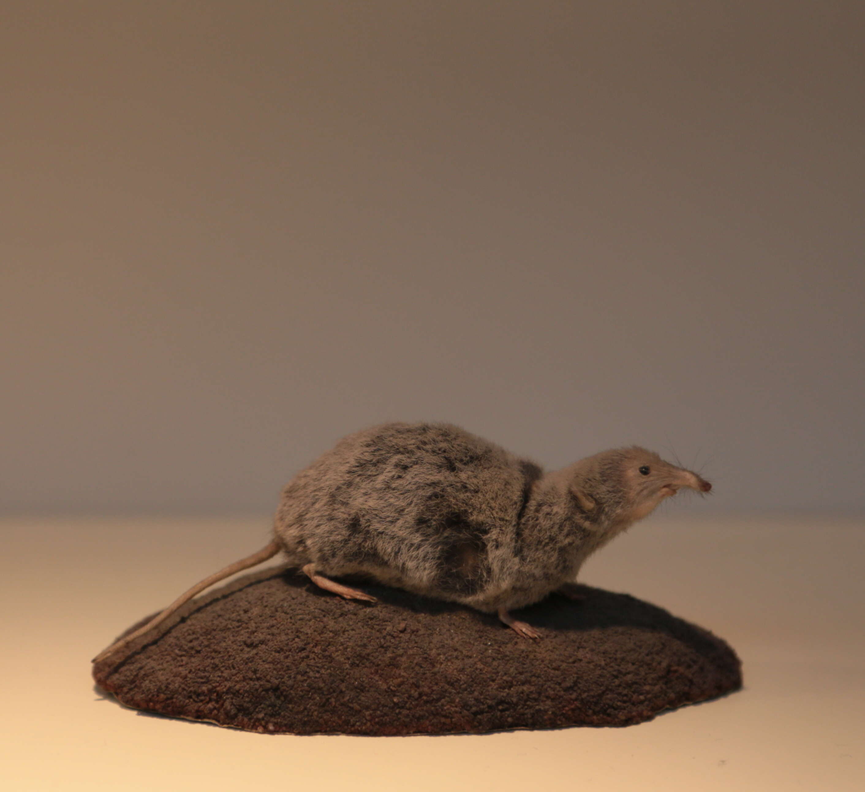 Image of pygmy shrew, lesser shrew