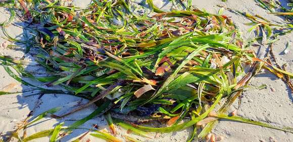 Слика од Posidonia australis Hook. fil.