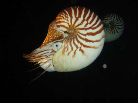 Image of Bellybutton nautilus