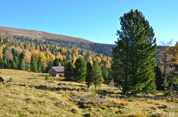 Image of Arolla Pine