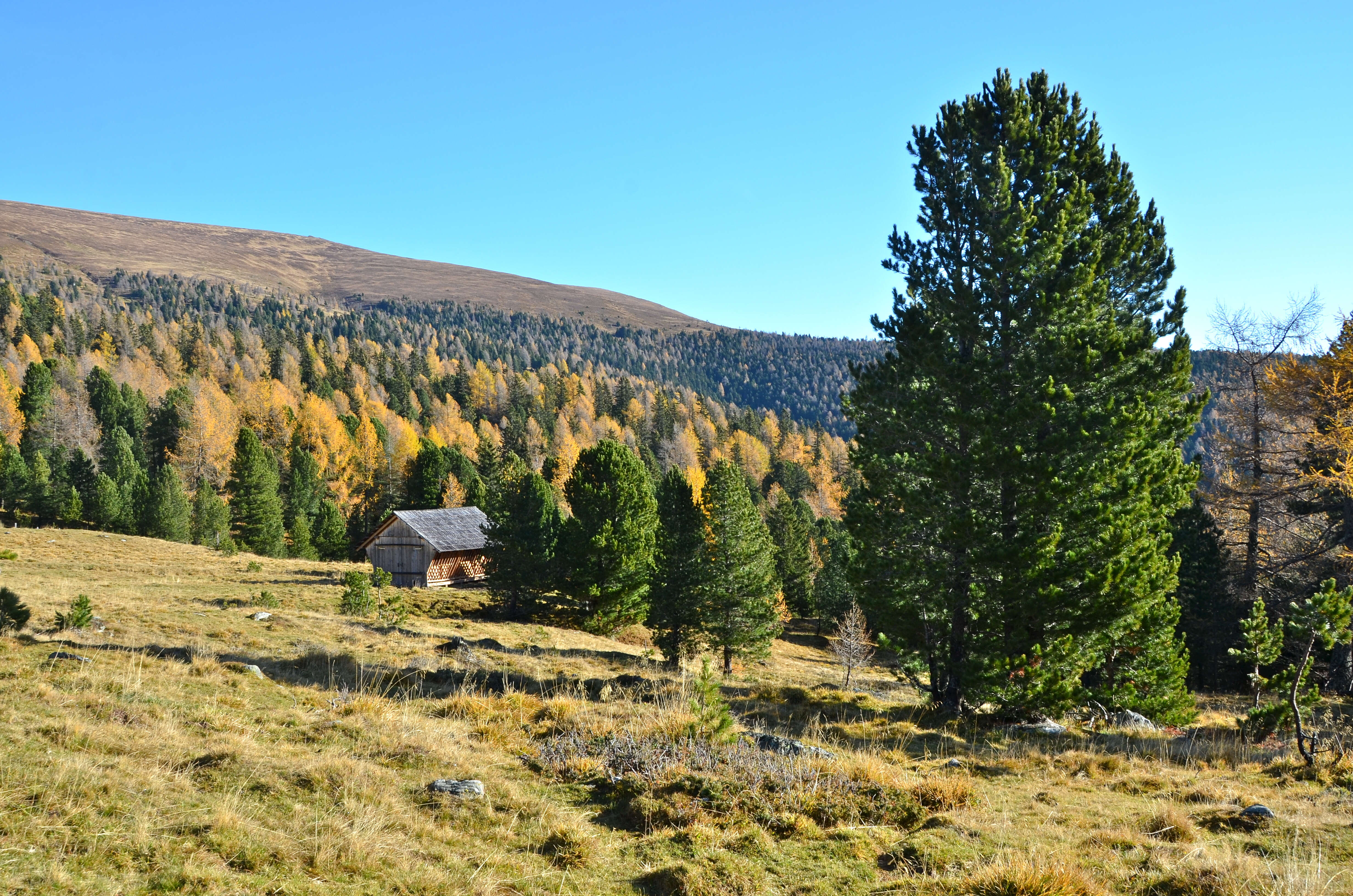 Image of Arolla Pine