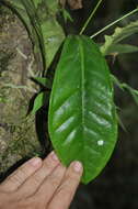 Image of Anthurium michelii Guillaumin