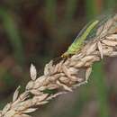 صورة Plesiochrysa ramburi (Schneider 1851)