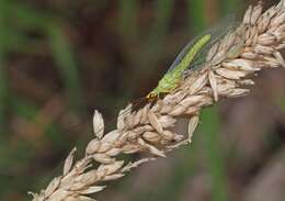 Image of Plesiochrysa