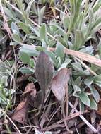 Antennaria parlinii Fern. resmi