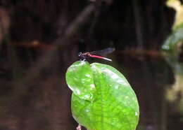 Image of Chlorocypha curta (Hagen ex Selys 1853)