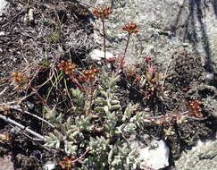 Image of Crassula biplanata Haw.