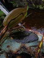 Image of Native Pondweed