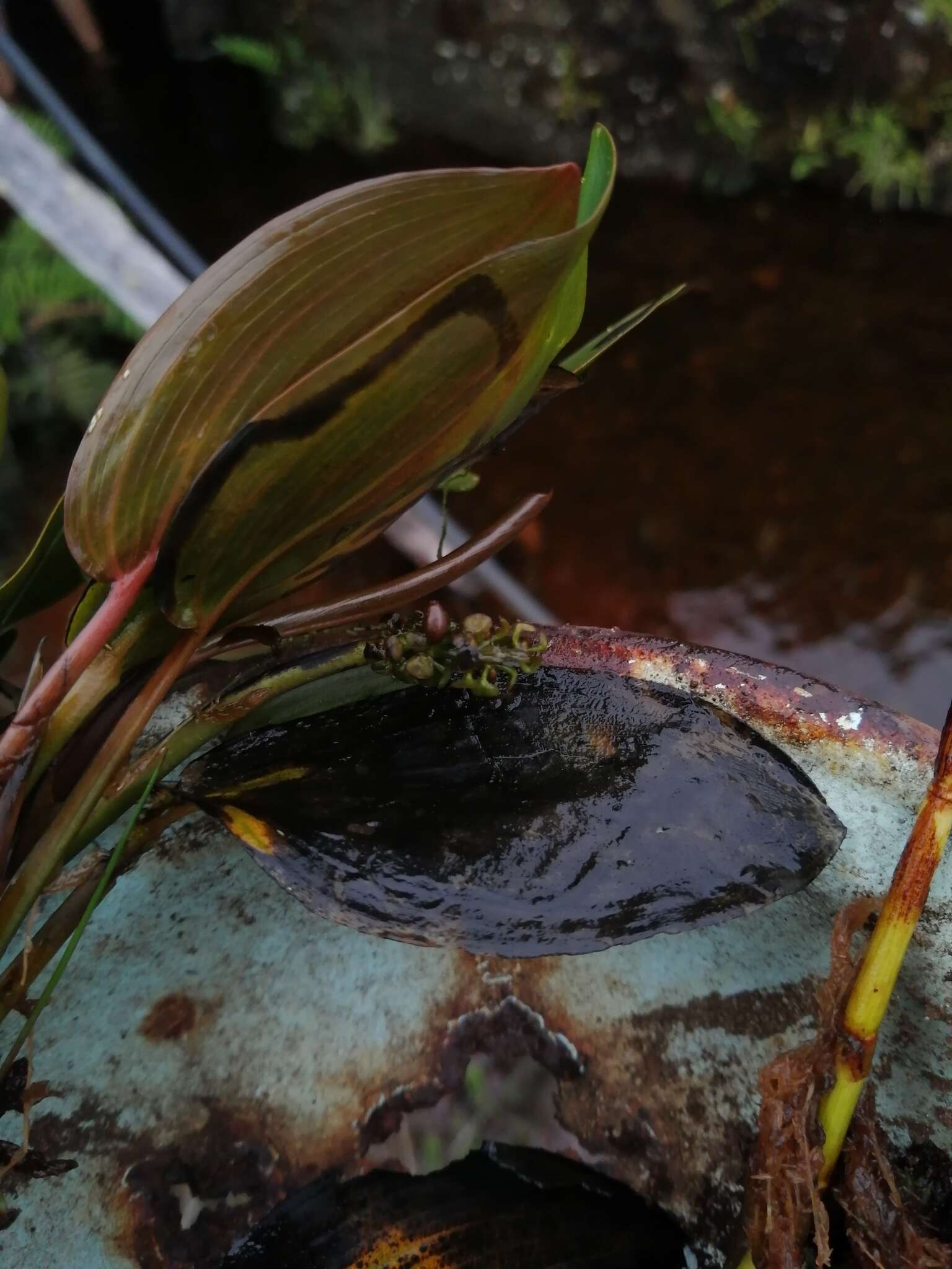 Imagem de Potamogeton linguatus Hagstr.