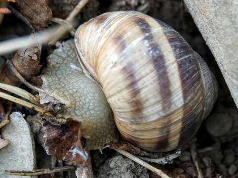 Image of Roman Snail