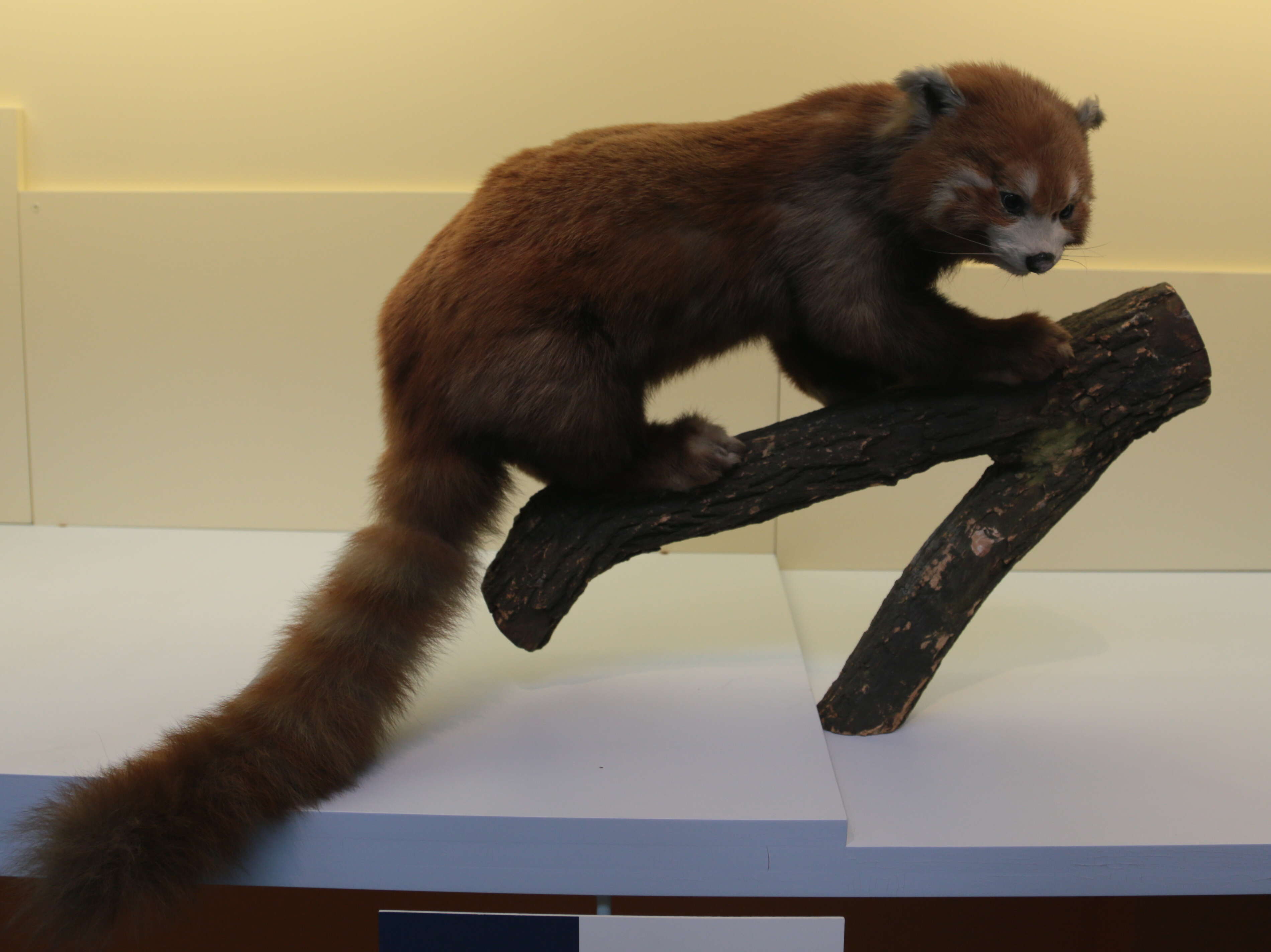 Image of red pandas