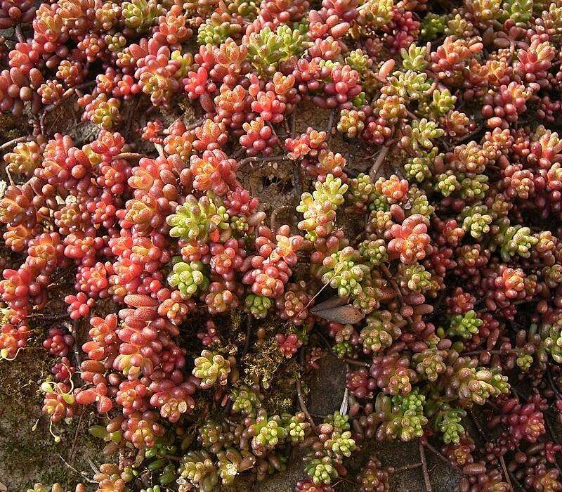 Image of White Stonecrop