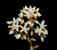 Image of White Stonecrop