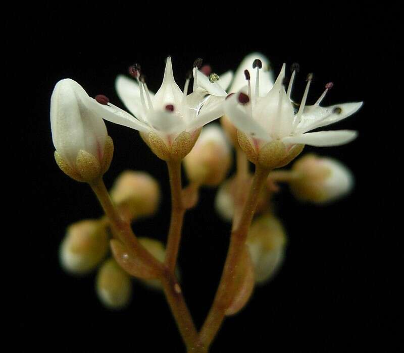 Image of White Stonecrop