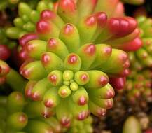 Sedum rubrotinctum R. T. Clausen resmi