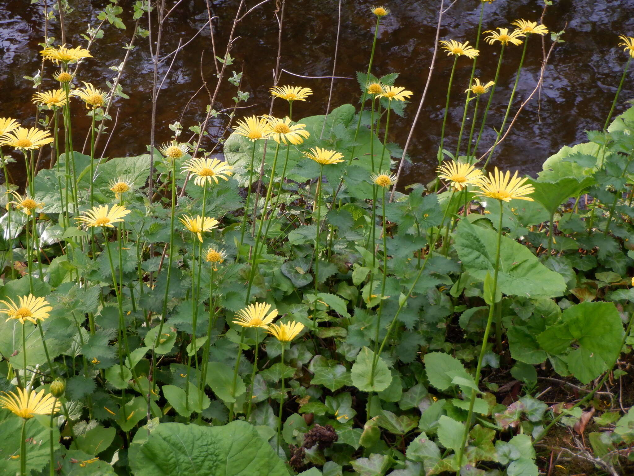 Image of Doronicum excelsum (N. E. Br.) C. A. Stace