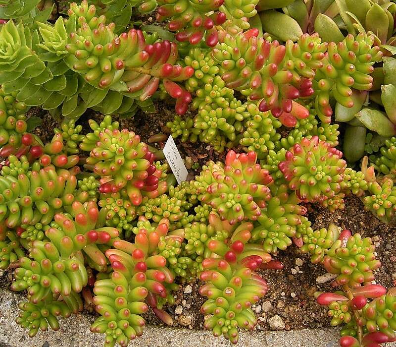 Sedum rubrotinctum R. T. Clausen resmi