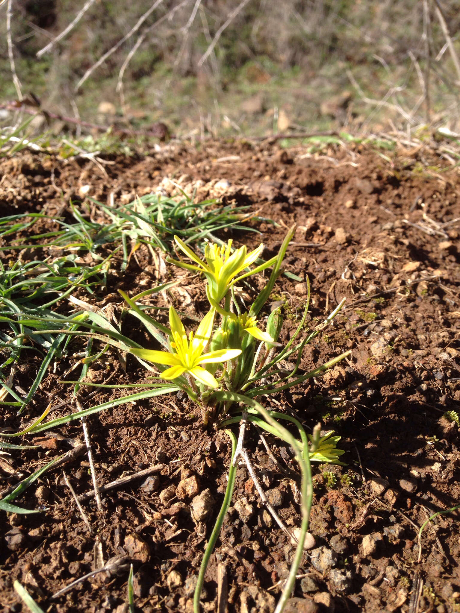 Gagea chlorantha (M. Bieb.) Schult. & Schult. fil.的圖片