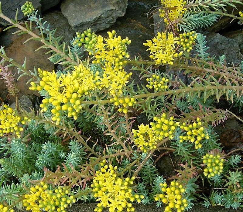 Слика од Petrosedum rupestre (L.) P. Heath