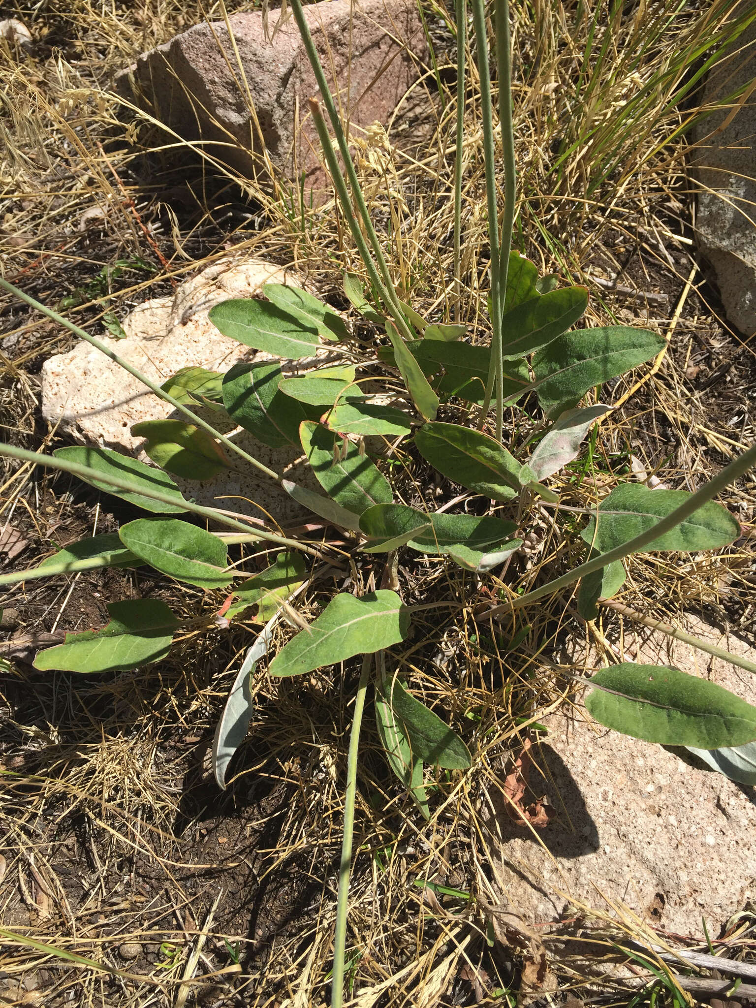 Image of redroot buckwheat