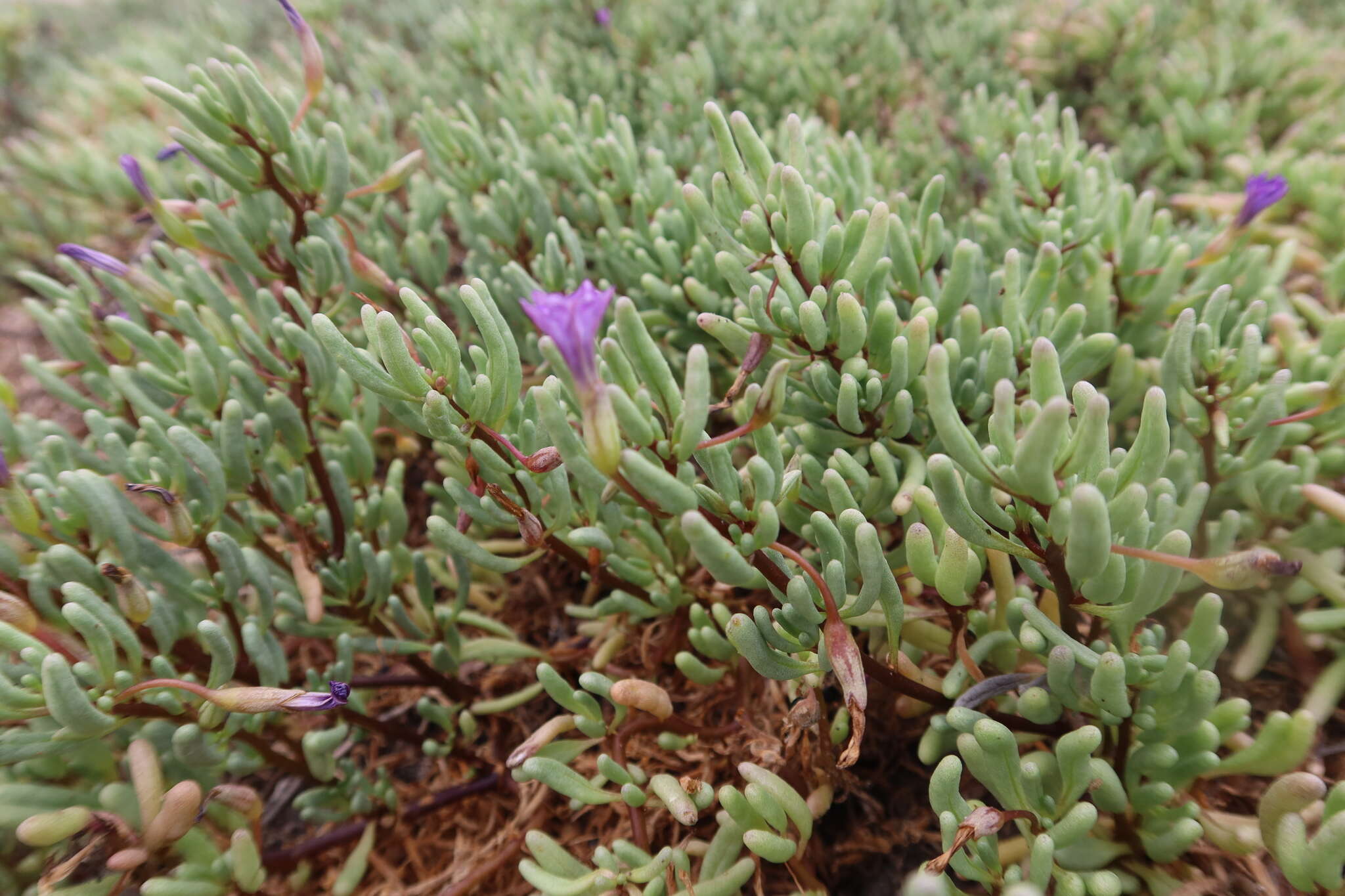 Nolana tarapacana subsp. thinophila resmi