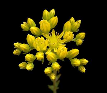 Слика од Petrosedum rupestre (L.) P. Heath