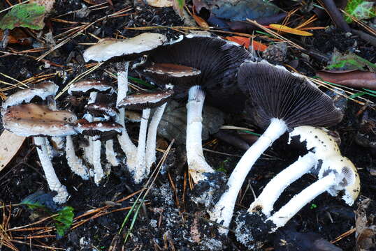 Image of Stropharia ambigua (Peck) Zeller 1914